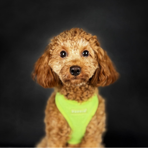 promoplus-promus promoplus-promus